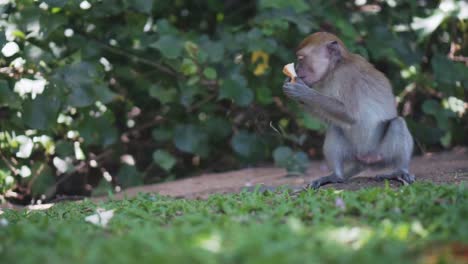 Small-Monkey-Taking-A-Piece-Of-Bread-On-The-Grass