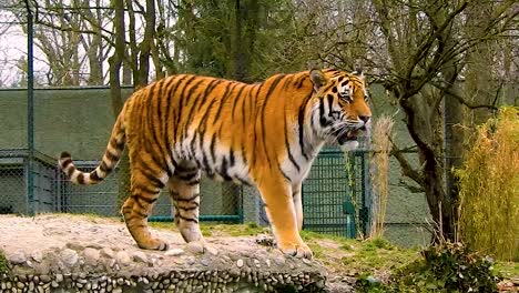 Wideshot-pan-of-two-majestic-tigers-meeting-each-other