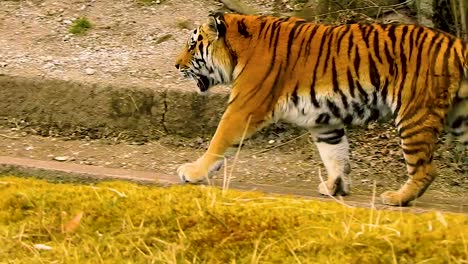 Wideshot-of-two-tigers-meeting-each-other-and-scratching-back
