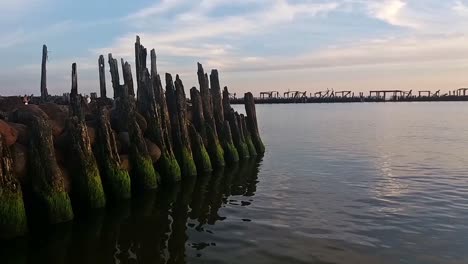 Green-Growth-On-Rooting-Wooden-Pier-Stump-Piling