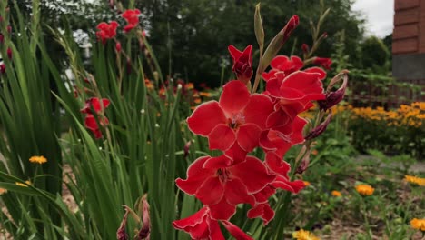 Red-flowers-in-a-public-garden-bob-back-and-forth-in-the-breeze