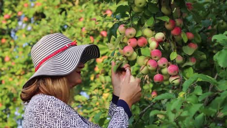 Woman-wearing-a-hat-grabbing-apple-from-the-apple-tree