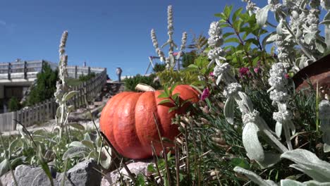 Gimbal-Dolly-over-Pumpkin-in-the-Tyrolean-Alps-1