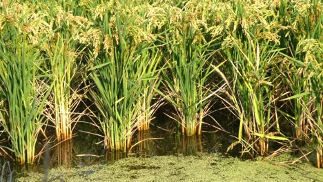 Eine-Nahaufnahme-Der-Reisfelder