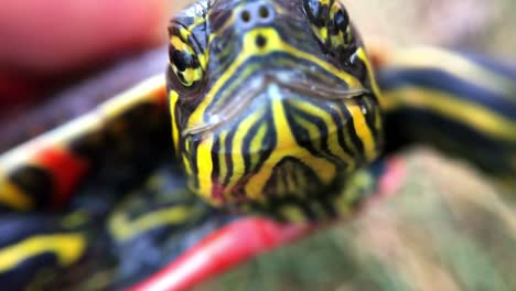 Eine-Makro-Nahaufnahme-Eines-Wasserschildkrötengesichts