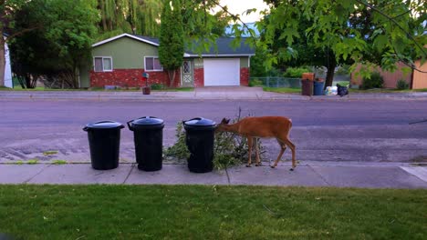 A-whitetail-doe-eats-tree-branches-on-sidewalk-by-garbage-cans