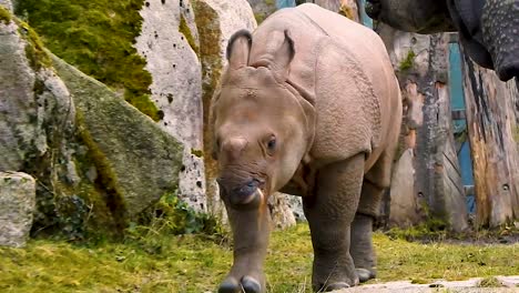 El-Pequeño-Y-Lindo-Bebé-Rinoceronte-Se-Burla-De-La-Madre-Y-Se-Escapa