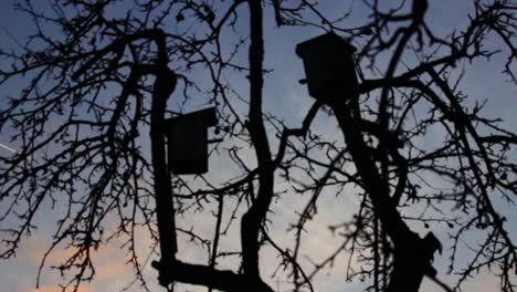 Nesting-box-silhouettes-in-the-apple-tree-without-leaves