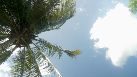 Low-angle-shot-of-palmtree-and-sky