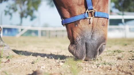 Extreme-Close-Up-Low-Angle-Shot-Of-A-Light-Brown-Horse-Eating-Grass-In-Paddock-On-A-Sunny-Day