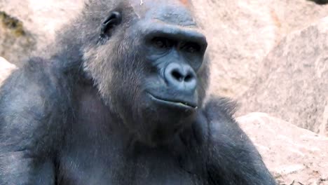 Closeup-of-gorilla-eating-fruits