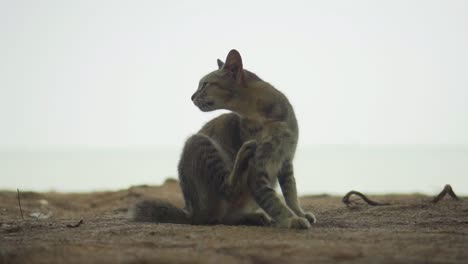 Leopard-Wie-Katze,-Die-Am-Strand-Juckt