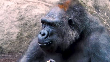Closeup-of-majestic-greyback-gorilla-eating-fruit