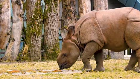 Toma-Panorámica-De-Un-Rinoceronte-Bebé-Caminando-Y-Comiendo-Algo