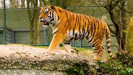 Wideshot-of-majestic-tiger-walking-up-a-slope-standing-and-watching