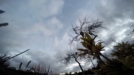 Time-lapse-of-flowers-and-apple-trees-without-leaves