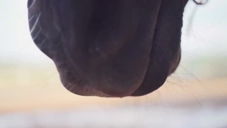 Extreme-Nahaufnahme-Eines-Dunkelbraunen-Kauenden-Pferdes