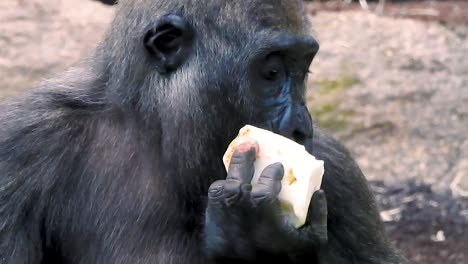 Closeup-of-young-gorilla-eating-fruit