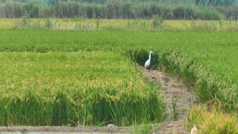 Ein-Reiher-In-Den-Reisfeldern-Von-Valencia-In-Spanien