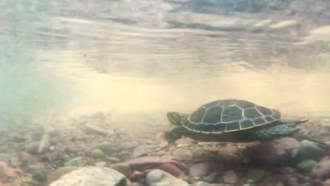 An-underwater-shot-of-a-baby-turtle-swimming-through-shallow-water