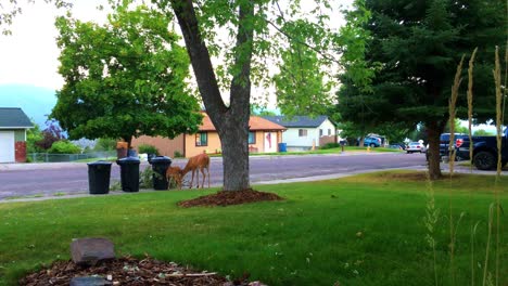Wide-shot-of-mother-whitetail-deer-and-fawn-eating-tree-branches-on-residential-sidewalk