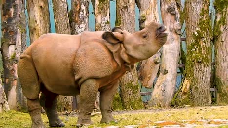 Wideshot-of-cute-baby-rhino-singing