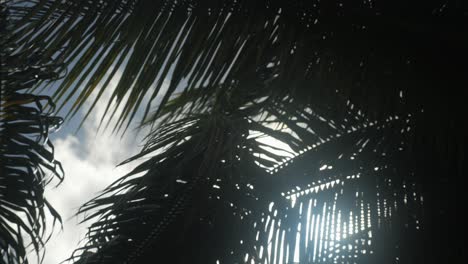 Low-angle-close-up-of-palmtrees-and-sky-with-clouds-and-sun-glare