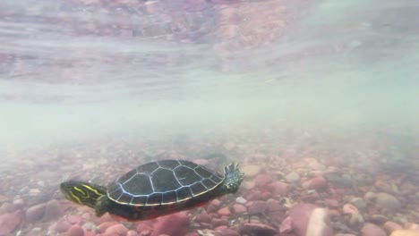 An-underwater-shot-of-a-turtle-swimming-through-the-water