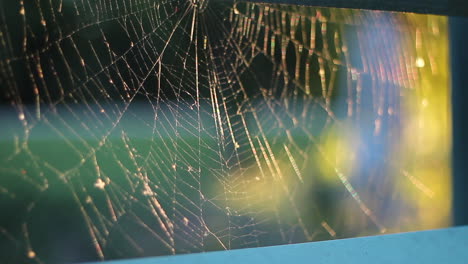 Rack-focus-shot-of-spider-web,-lit-by-beautiful-sunset