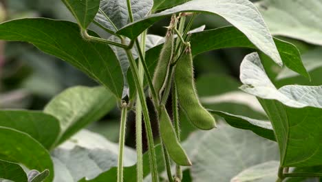 Close-up-of-beans-from-China