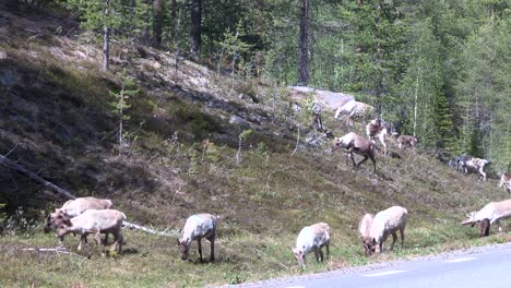 Reindeer-in-Sweden-3