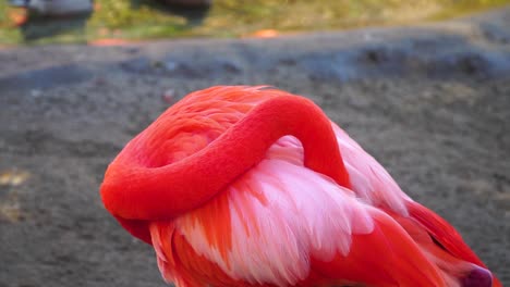Flamingo-Putzt-Seine-Flügel