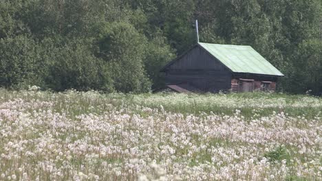 Hut-and-meadow-with-blowballs-in-southern-Finland