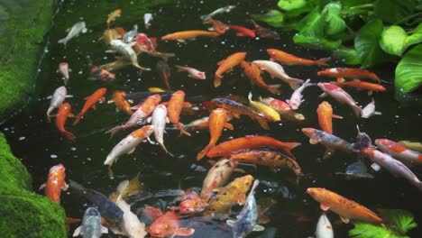 Eine-Gruppe-Von-Koi-Fischen,-Die-In-Zeitlupe-Um-Den-Teich-Schwimmen