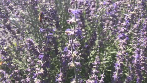 Bees-land-on-small-wild-purple-flowers-blowing-in-the-wind-with-cars-driving-in-the-background