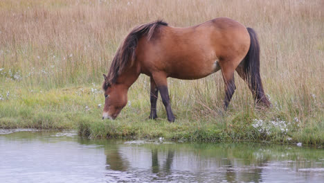 Icelandic-horse-feeding-near-water