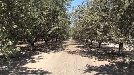 Almond-tree-plantation-in-California,-USA