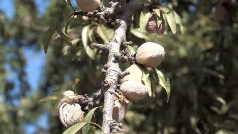 Close-up-of-almonds-on-tree,-California,-USA