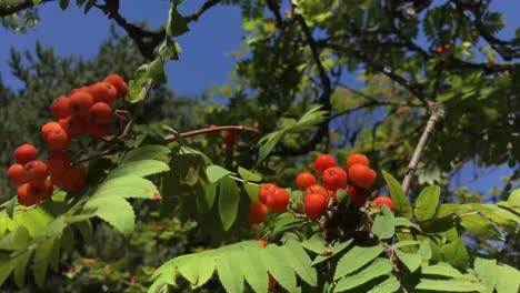 Small-red-berries-blow-on-a-tree-branch-in-the-wind-2