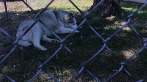 A-cute,-older-husky-relaxes-in-the-shade-in-a-fenced-in-yard,-seen-through-the-fence