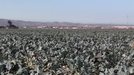 Pan-shot-of-broccoli-field-prior-to-harvest-in-California,-USA