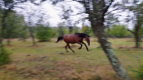 Young-horse-running-between-trees-in-plum-garden,-Omurtag,-Bulgaria---september-30th,-2018