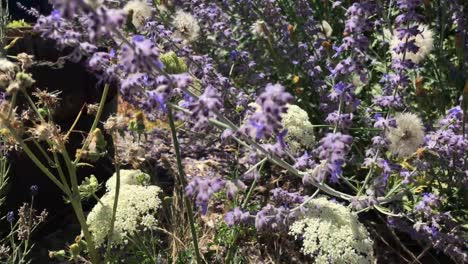 Bienen-Landen-Auf-Kleinen-Wilden-Violetten-Blumen,-Die-Im-Wind-Wehen,-Darunter-Königin-Anne-Spitze-Und-Flieder