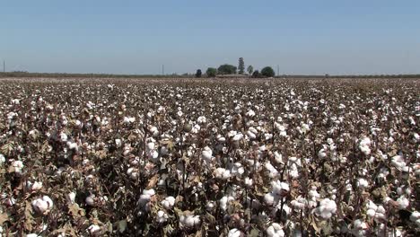 Long-shot-or-panorama-of-cotton-fileld-in-California,-USA