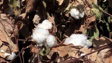 Close-up-of-cotton-fruit-in-California,-USA