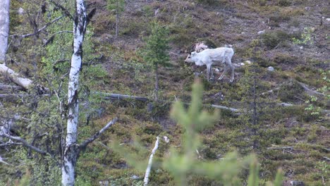Reindeer-in-a-forest-in-Sweden