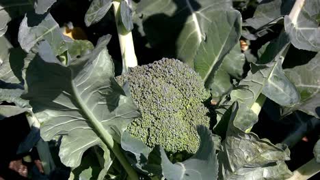 Broccoli-prior-to-harvest-in-California,-USA