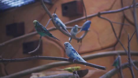 A-Flock-Of-Colorful-Lovebirds-Standing-And-Flying-Around-The-Branch