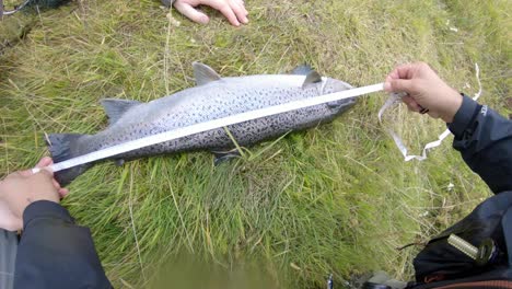 Measuring-sea-trout-at-the-bank-of-Fossalar-river-in-Iceland