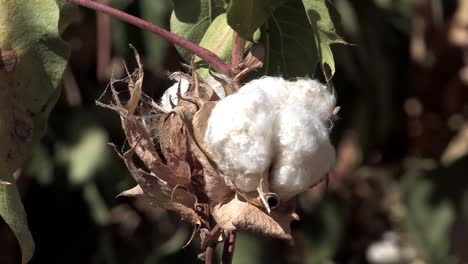 Close-up-of-cotton-fruit-filmed-in-California-prior-to-harvest,-USA